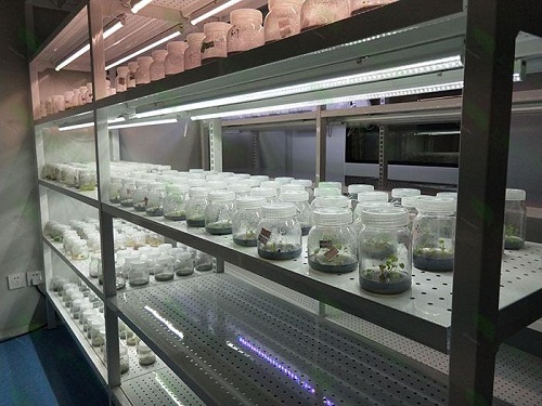 鄂托克前植物组织培养实验室设计建设方案